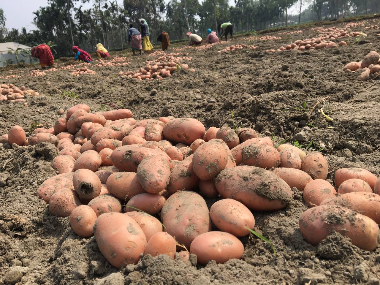 AgriPulse
